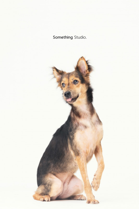 SOMETHINGSTUDIO,三牲工作室,三牲,中途攝影,寵物寫真,寵物攝影,寵物肖像,毛孩,毛孩寫真,汪星人,喵星人,兔星人,狗,米克斯,領養不棄養,領養代替購買