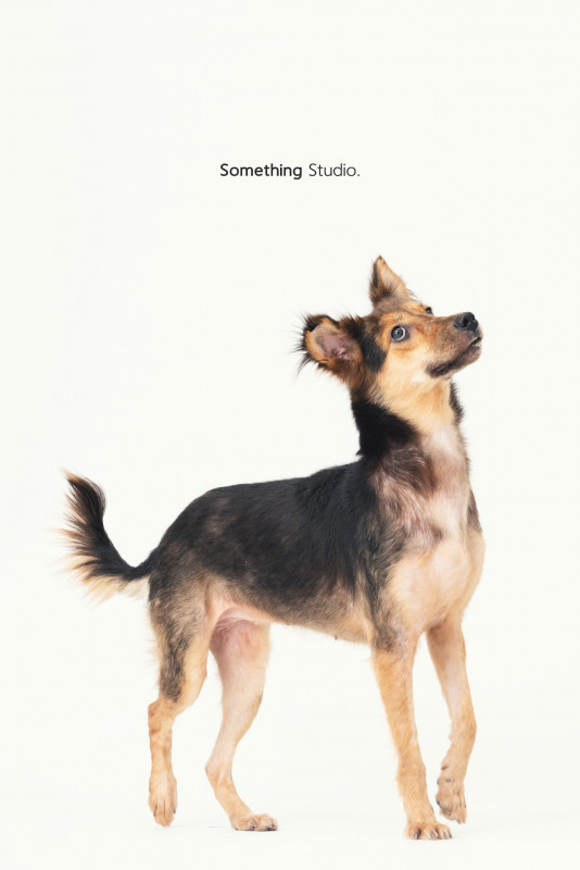 SOMETHINGSTUDIO,三牲工作室,三牲,中途攝影,寵物寫真,寵物攝影,寵物肖像,毛孩,毛孩寫真,汪星人,喵星人,兔星人,狗,米克斯,領養不棄養,領養代替購買