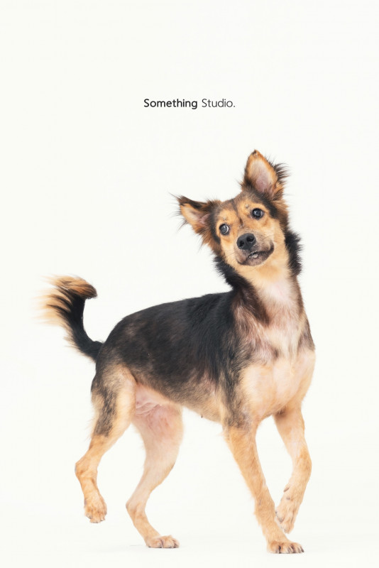 SOMETHINGSTUDIO,三牲工作室,三牲,中途攝影,寵物寫真,寵物攝影,寵物肖像,毛孩,毛孩寫真,汪星人,喵星人,兔星人,狗,米克斯,領養不棄養,領養代替購買