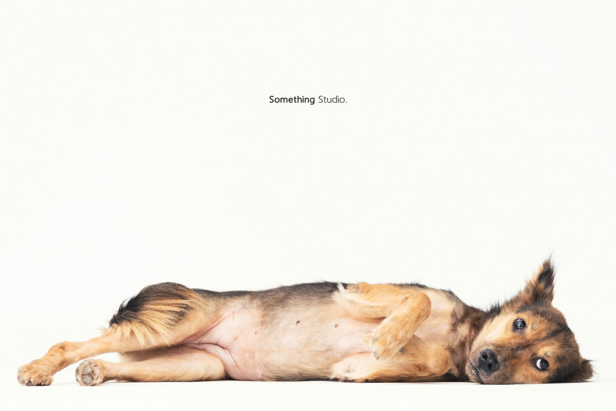 SOMETHINGSTUDIO,三牲工作室,三牲,中途攝影,寵物寫真,寵物攝影,寵物肖像,毛孩,毛孩寫真,汪星人,喵星人,兔星人,狗,米克斯,領養不棄養,領養代替購買