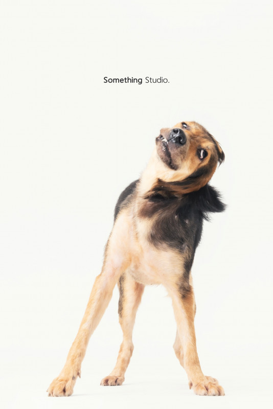 SOMETHINGSTUDIO,三牲工作室,三牲,中途攝影,寵物寫真,寵物攝影,寵物肖像,毛孩,毛孩寫真,汪星人,喵星人,兔星人,狗,米克斯,領養不棄養,領養代替購買