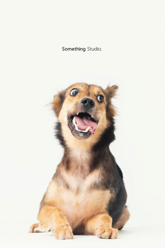 SOMETHINGSTUDIO,三牲工作室,三牲,中途攝影,寵物寫真,寵物攝影,寵物肖像,毛孩,毛孩寫真,汪星人,喵星人,兔星人,狗,米克斯,領養不棄養,領養代替購買