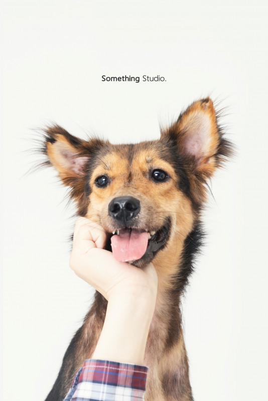 SOMETHINGSTUDIO,三牲工作室,三牲,中途攝影,寵物寫真,寵物攝影,寵物肖像,毛孩,毛孩寫真,汪星人,喵星人,兔星人,狗,米克斯,領養不棄養,領養代替購買
