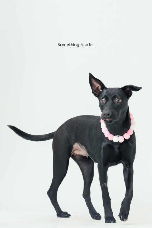SOMETHINGSTUDIO,三牲工作室,三牲,中途攝影,寵物寫真,寵物攝影,寵物肖像,毛孩,毛孩寫真,汪星人,喵星人,兔星人,狗,米克斯,領養不棄養,領養代替購買