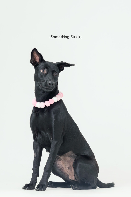 SOMETHINGSTUDIO,三牲工作室,三牲,中途攝影,寵物寫真,寵物攝影,寵物肖像,毛孩,毛孩寫真,汪星人,喵星人,兔星人,狗,米克斯,領養不棄養,領養代替購買