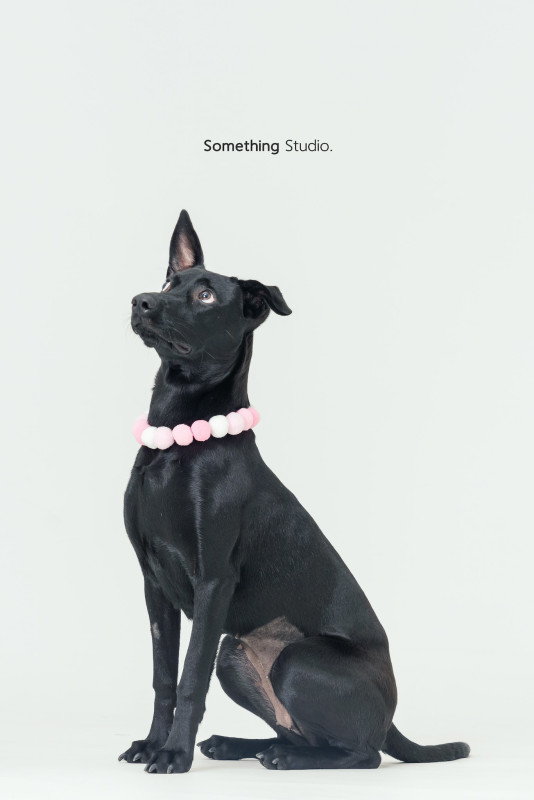 SOMETHINGSTUDIO,三牲工作室,三牲,中途攝影,寵物寫真,寵物攝影,寵物肖像,毛孩,毛孩寫真,汪星人,喵星人,兔星人,狗,米克斯,領養不棄養,領養代替購買