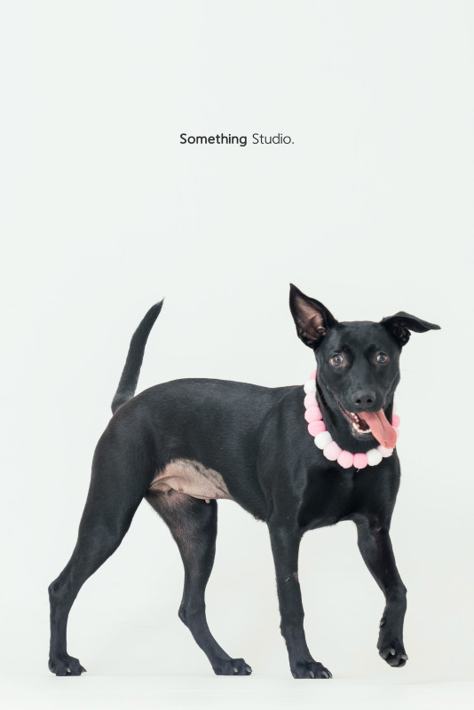 SOMETHINGSTUDIO,三牲工作室,三牲,中途攝影,寵物寫真,寵物攝影,寵物肖像,毛孩,毛孩寫真,汪星人,喵星人,兔星人,狗,米克斯,領養不棄養,領養代替購買
