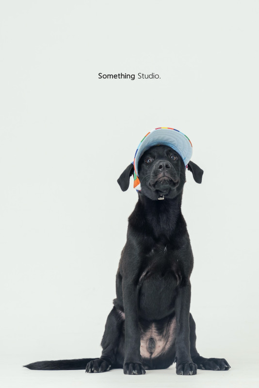 SOMETHINGSTUDIO,三牲工作室,三牲,中途攝影,寵物寫真,寵物攝影,寵物肖像,毛孩,毛孩寫真,汪星人,喵星人,兔星人,狗,米克斯,領養不棄養,領養代替購買