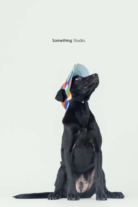 SOMETHINGSTUDIO,三牲工作室,三牲,中途攝影,寵物寫真,寵物攝影,寵物肖像,毛孩,毛孩寫真,汪星人,喵星人,兔星人,狗,米克斯,領養不棄養,領養代替購買