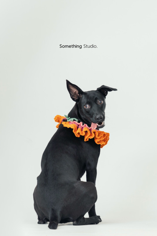 SOMETHINGSTUDIO,三牲工作室,三牲,中途攝影,寵物寫真,寵物攝影,寵物肖像,毛孩,毛孩寫真,汪星人,喵星人,兔星人,狗,米克斯,領養不棄養,領養代替購買