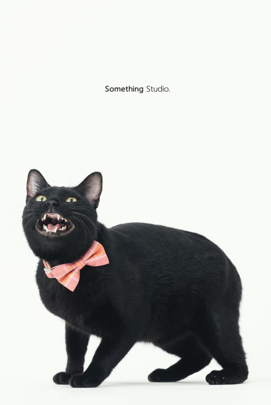 SOMETHINGSTUDIO,三牲工作室,三牲,中途攝影,寵物寫真,寵物攝影,寵物肖像,毛孩,毛孩寫真,汪星人,喵星人,兔星人,狗,米克斯,領養不棄養,領養代替購買