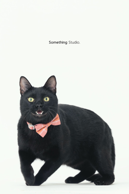 SOMETHINGSTUDIO,三牲工作室,三牲,中途攝影,寵物寫真,寵物攝影,寵物肖像,毛孩,毛孩寫真,汪星人,喵星人,兔星人,狗,米克斯,領養不棄養,領養代替購買