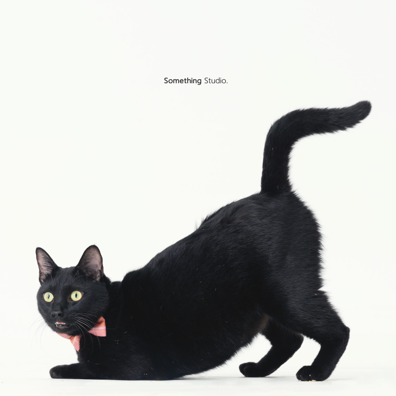 SOMETHINGSTUDIO,三牲工作室,三牲,中途攝影,寵物寫真,寵物攝影,寵物肖像,毛孩,毛孩寫真,汪星人,喵星人,兔星人,狗,米克斯,領養不棄養,領養代替購買
