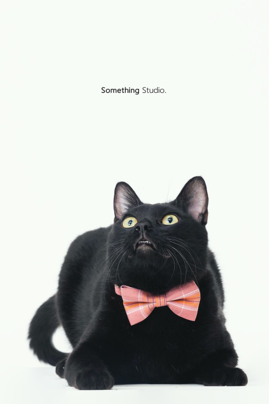 SOMETHINGSTUDIO,三牲工作室,三牲,中途攝影,寵物寫真,寵物攝影,寵物肖像,毛孩,毛孩寫真,汪星人,喵星人,兔星人,狗,米克斯,領養不棄養,領養代替購買