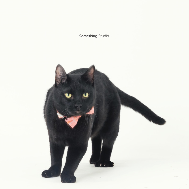 SOMETHINGSTUDIO,三牲工作室,三牲,中途攝影,寵物寫真,寵物攝影,寵物肖像,毛孩,毛孩寫真,汪星人,喵星人,兔星人,狗,米克斯,領養不棄養,領養代替購買