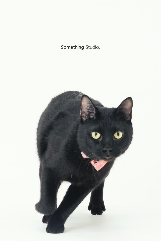 SOMETHINGSTUDIO,三牲工作室,三牲,中途攝影,寵物寫真,寵物攝影,寵物肖像,毛孩,毛孩寫真,汪星人,喵星人,兔星人,狗,米克斯,領養不棄養,領養代替購買