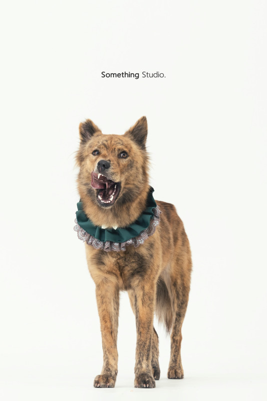 SOMETHINGSTUDIO,三牲工作室,三牲,中途攝影,寵物寫真,寵物攝影,寵物肖像,毛孩,毛孩寫真,汪星人,喵星人,兔星人,狗,米克斯,領養不棄養,領養代替購買