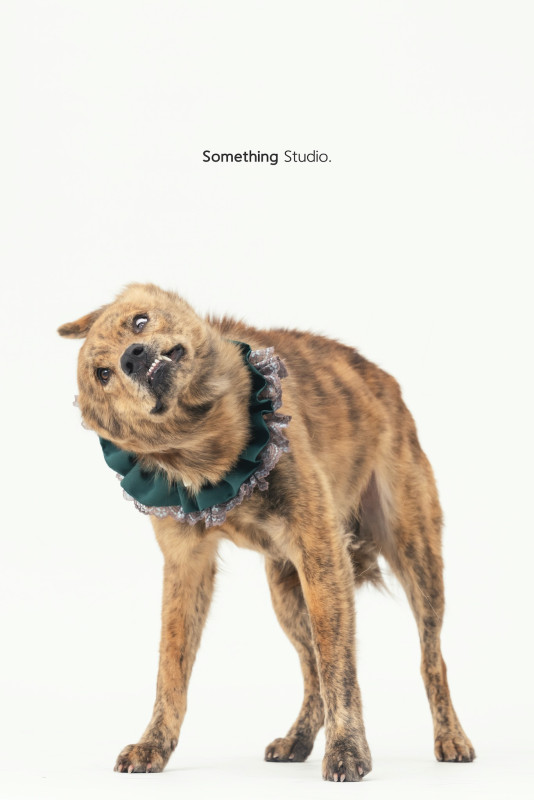 SOMETHINGSTUDIO,三牲工作室,三牲,中途攝影,寵物寫真,寵物攝影,寵物肖像,毛孩,毛孩寫真,汪星人,喵星人,兔星人,狗,米克斯,領養不棄養,領養代替購買