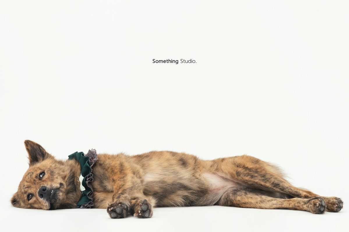 SOMETHINGSTUDIO,三牲工作室,三牲,中途攝影,寵物寫真,寵物攝影,寵物肖像,毛孩,毛孩寫真,汪星人,喵星人,兔星人,狗,米克斯,領養不棄養,領養代替購買