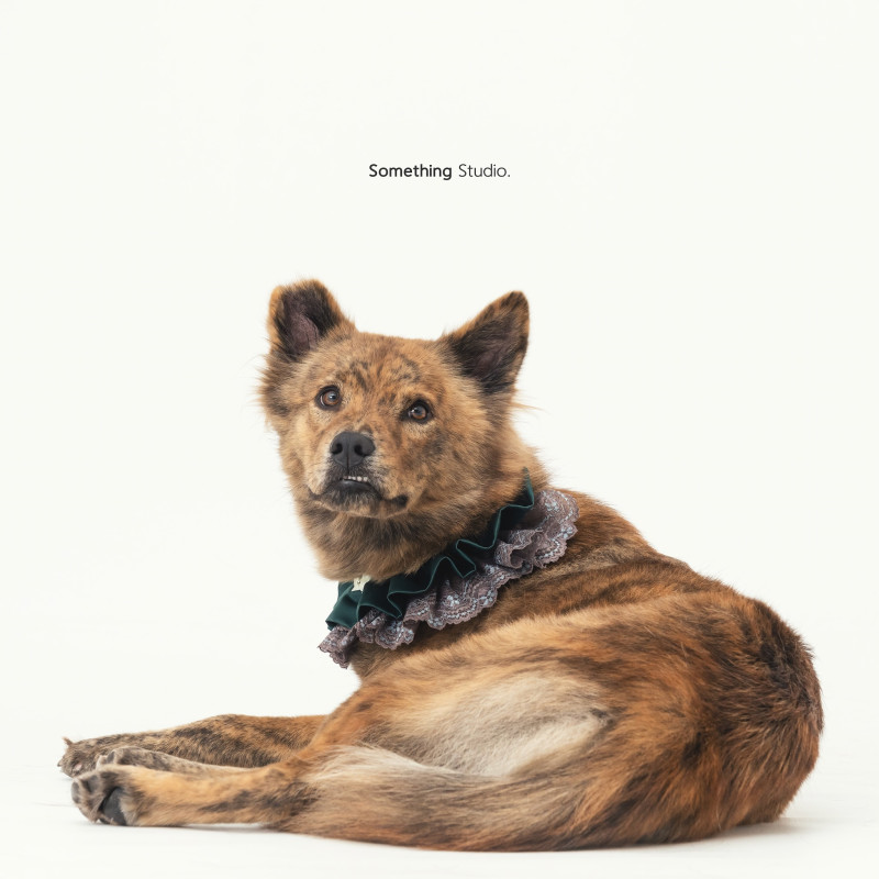 SOMETHINGSTUDIO,三牲工作室,三牲,中途攝影,寵物寫真,寵物攝影,寵物肖像,毛孩,毛孩寫真,汪星人,喵星人,兔星人,狗,米克斯,領養不棄養,領養代替購買