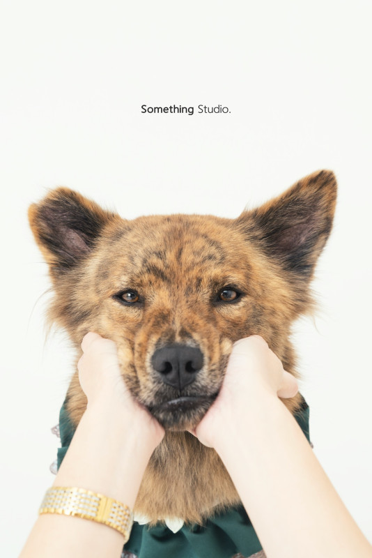SOMETHINGSTUDIO,三牲工作室,三牲,中途攝影,寵物寫真,寵物攝影,寵物肖像,毛孩,毛孩寫真,汪星人,喵星人,兔星人,狗,米克斯,領養不棄養,領養代替購買