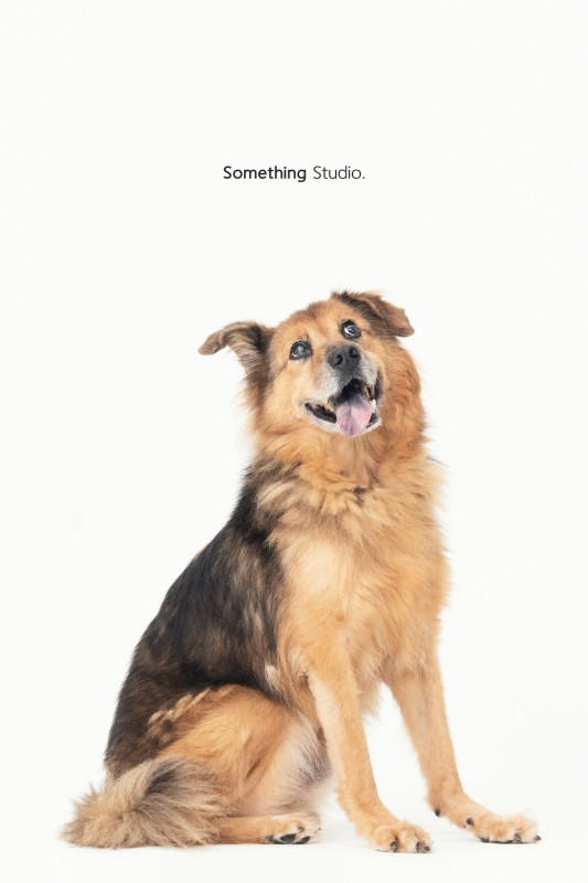 SOMETHINGSTUDIO,三牲工作室,三牲,中途攝影,寵物寫真,寵物攝影,寵物肖像,毛孩,毛孩寫真,汪星人,喵星人,兔星人,狗,米克斯,領養不棄養,領養代替購買