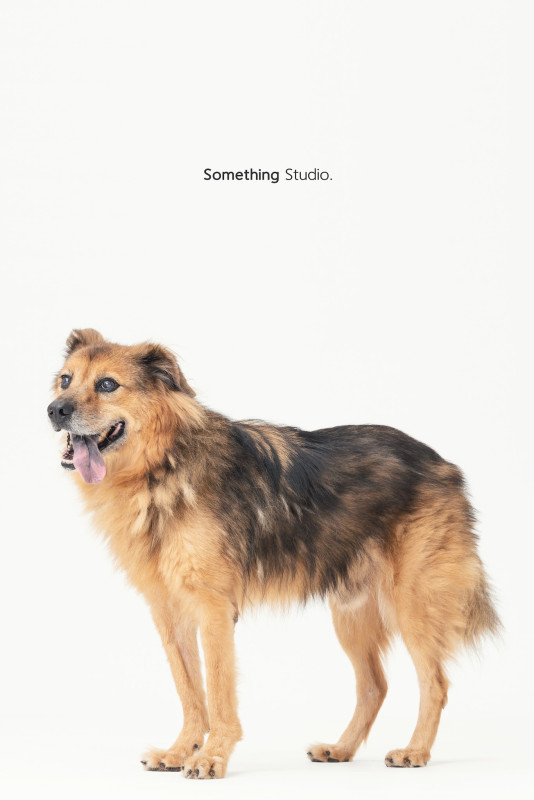 SOMETHINGSTUDIO,三牲工作室,三牲,中途攝影,寵物寫真,寵物攝影,寵物肖像,毛孩,毛孩寫真,汪星人,喵星人,兔星人,狗,米克斯,領養不棄養,領養代替購買