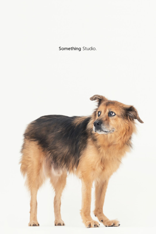 SOMETHINGSTUDIO,三牲工作室,三牲,中途攝影,寵物寫真,寵物攝影,寵物肖像,毛孩,毛孩寫真,汪星人,喵星人,兔星人,狗,米克斯,領養不棄養,領養代替購買