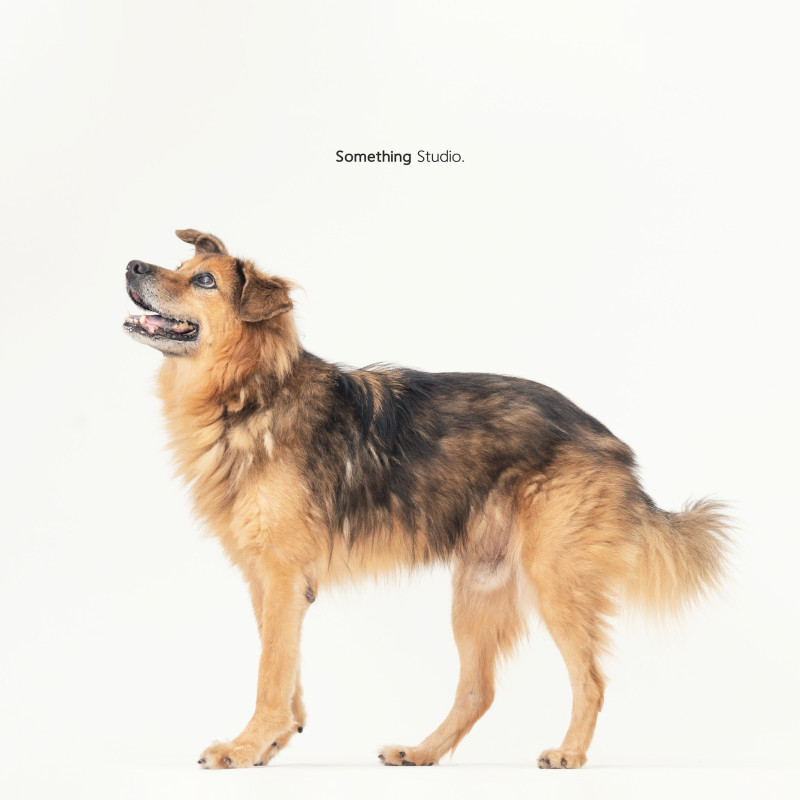 SOMETHINGSTUDIO,三牲工作室,三牲,中途攝影,寵物寫真,寵物攝影,寵物肖像,毛孩,毛孩寫真,汪星人,喵星人,兔星人,狗,米克斯,領養不棄養,領養代替購買