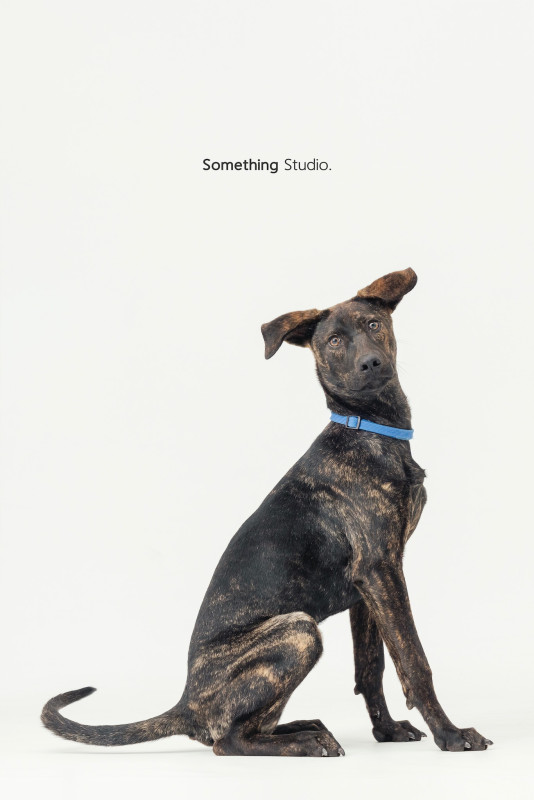 SOMETHINGSTUDIO,三牲工作室,三牲,中途攝影,寵物寫真,寵物攝影,寵物肖像,毛孩,毛孩寫真,汪星人,喵星人,兔星人,狗,米克斯,領養不棄養,領養代替購買