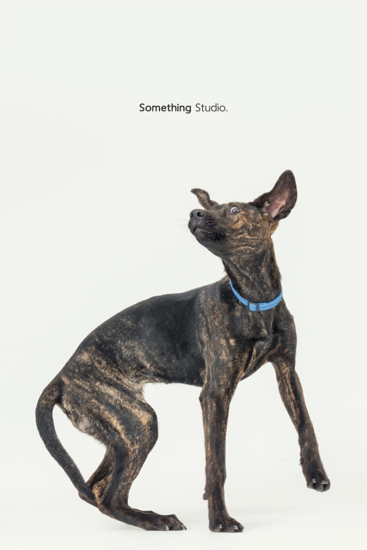 SOMETHINGSTUDIO,三牲工作室,三牲,中途攝影,寵物寫真,寵物攝影,寵物肖像,毛孩,毛孩寫真,汪星人,喵星人,兔星人,狗,米克斯,領養不棄養,領養代替購買