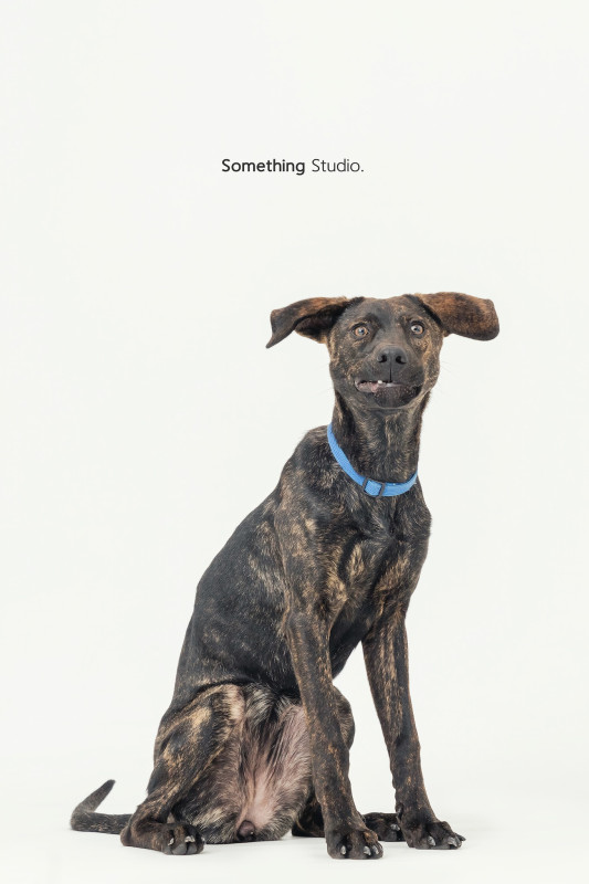 SOMETHINGSTUDIO,三牲工作室,三牲,中途攝影,寵物寫真,寵物攝影,寵物肖像,毛孩,毛孩寫真,汪星人,喵星人,兔星人,狗,米克斯,領養不棄養,領養代替購買