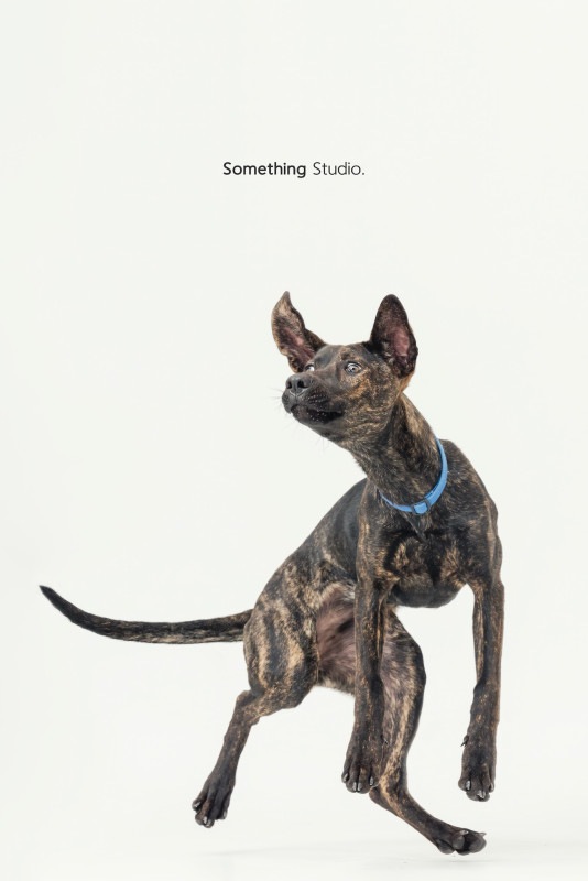 SOMETHINGSTUDIO,三牲工作室,三牲,中途攝影,寵物寫真,寵物攝影,寵物肖像,毛孩,毛孩寫真,汪星人,喵星人,兔星人,狗,米克斯,領養不棄養,領養代替購買