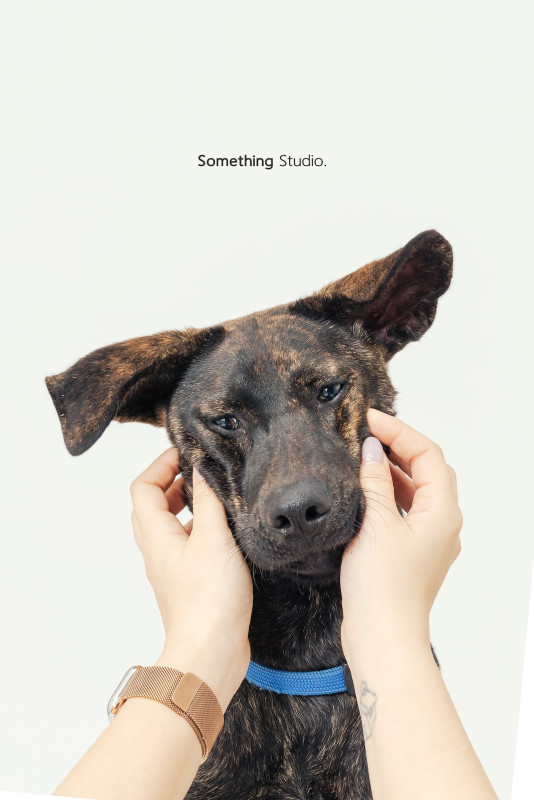 SOMETHINGSTUDIO,三牲工作室,三牲,中途攝影,寵物寫真,寵物攝影,寵物肖像,毛孩,毛孩寫真,汪星人,喵星人,兔星人,狗,米克斯,領養不棄養,領養代替購買