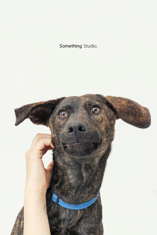 SOMETHINGSTUDIO,三牲工作室,三牲,中途攝影,寵物寫真,寵物攝影,寵物肖像,毛孩,毛孩寫真,汪星人,喵星人,兔星人,狗,米克斯,領養不棄養,領養代替購買