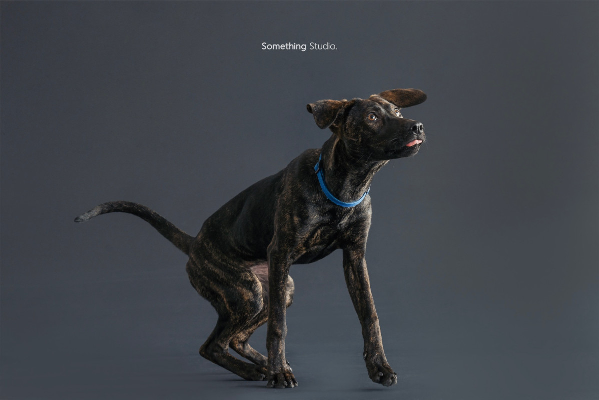 SOMETHINGSTUDIO,三牲工作室,三牲,中途攝影,寵物寫真,寵物攝影,寵物肖像,毛孩,毛孩寫真,汪星人,喵星人,兔星人,狗,米克斯,領養不棄養,領養代替購買