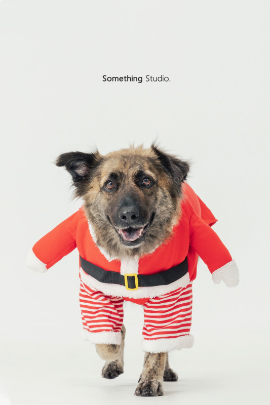 SOMETHINGSTUDIO,三牲工作室,三牲,中途攝影,寵物寫真,寵物攝影,寵物肖像,毛孩,毛孩寫真,汪星人,喵星人,兔星人,狗,米克斯,領養不棄養,領養代替購買