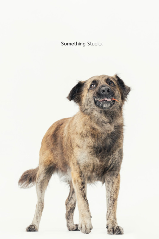 SOMETHINGSTUDIO,三牲工作室,三牲,中途攝影,寵物寫真,寵物攝影,寵物肖像,毛孩,毛孩寫真,汪星人,喵星人,兔星人,狗,米克斯,領養不棄養,領養代替購買