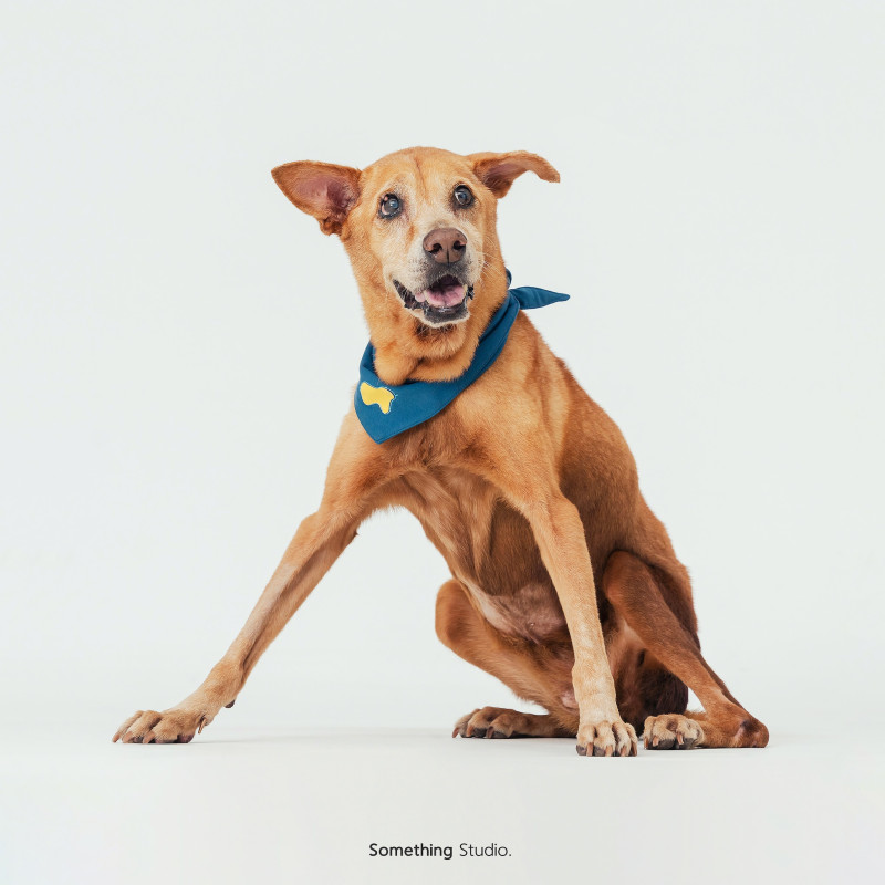 SOMETHINGSTUDIO,三牲工作室,三牲,中途攝影,寵物寫真,寵物攝影,寵物肖像,毛孩,毛孩寫真,汪星人,喵星人,兔星人,狗,米克斯,領養不棄養,領養代替購買