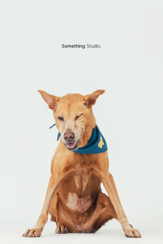 SOMETHINGSTUDIO,三牲工作室,三牲,中途攝影,寵物寫真,寵物攝影,寵物肖像,毛孩,毛孩寫真,汪星人,喵星人,兔星人,狗,米克斯,領養不棄養,領養代替購買