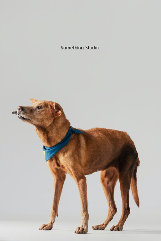 SOMETHINGSTUDIO,三牲工作室,三牲,中途攝影,寵物寫真,寵物攝影,寵物肖像,毛孩,毛孩寫真,汪星人,喵星人,兔星人,狗,米克斯,領養不棄養,領養代替購買