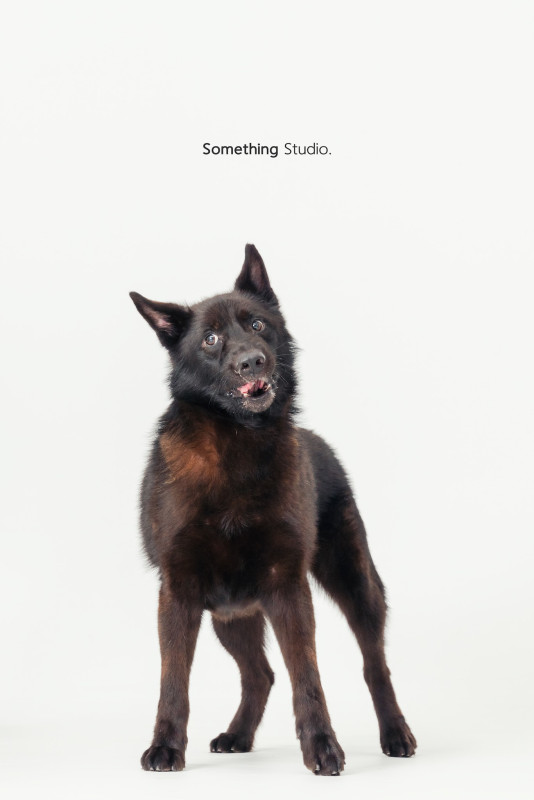 SOMETHINGSTUDIO,三牲工作室,三牲,中途攝影,寵物寫真,寵物攝影,寵物肖像,毛孩,毛孩寫真,汪星人,喵星人,兔星人,狗,米克斯,領養不棄養,領養代替購買