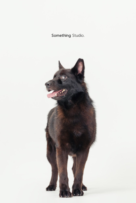 SOMETHINGSTUDIO,三牲工作室,三牲,中途攝影,寵物寫真,寵物攝影,寵物肖像,毛孩,毛孩寫真,汪星人,喵星人,兔星人,狗,米克斯,領養不棄養,領養代替購買