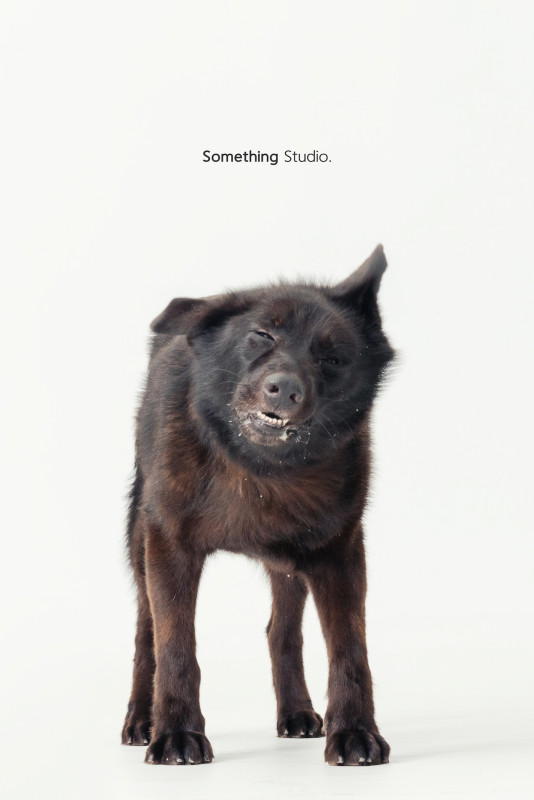 SOMETHINGSTUDIO,三牲工作室,三牲,中途攝影,寵物寫真,寵物攝影,寵物肖像,毛孩,毛孩寫真,汪星人,喵星人,兔星人,狗,米克斯,領養不棄養,領養代替購買