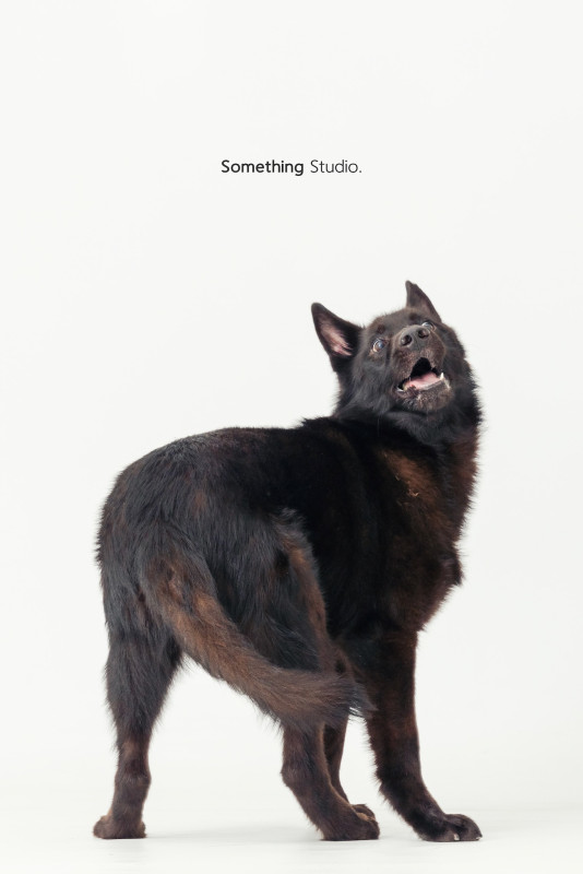 SOMETHINGSTUDIO,三牲工作室,三牲,中途攝影,寵物寫真,寵物攝影,寵物肖像,毛孩,毛孩寫真,汪星人,喵星人,兔星人,狗,米克斯,領養不棄養,領養代替購買