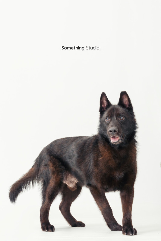 SOMETHINGSTUDIO,三牲工作室,三牲,中途攝影,寵物寫真,寵物攝影,寵物肖像,毛孩,毛孩寫真,汪星人,喵星人,兔星人,狗,米克斯,領養不棄養,領養代替購買