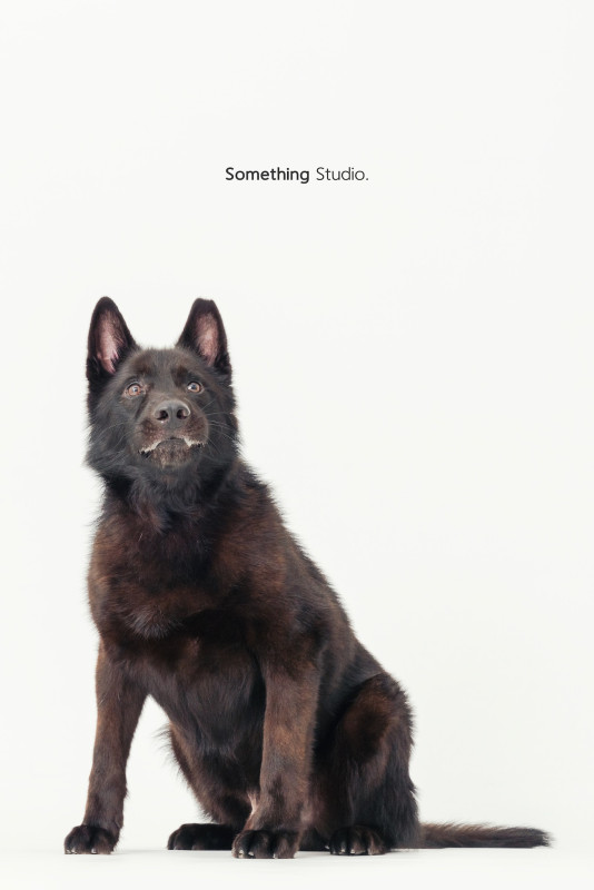 SOMETHINGSTUDIO,三牲工作室,三牲,中途攝影,寵物寫真,寵物攝影,寵物肖像,毛孩,毛孩寫真,汪星人,喵星人,兔星人,狗,米克斯,領養不棄養,領養代替購買