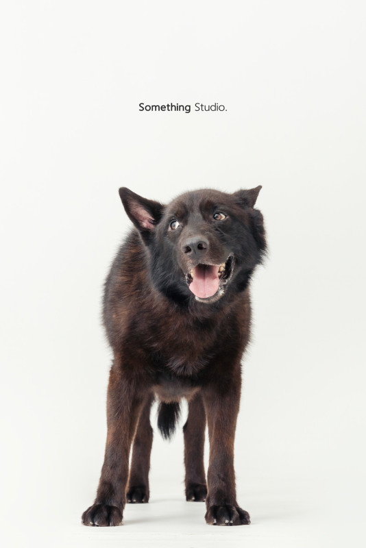 SOMETHINGSTUDIO,三牲工作室,三牲,中途攝影,寵物寫真,寵物攝影,寵物肖像,毛孩,毛孩寫真,汪星人,喵星人,兔星人,狗,米克斯,領養不棄養,領養代替購買