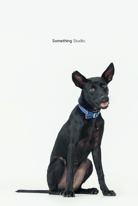 SOMETHINGSTUDIO,三牲工作室,三牲,中途攝影,寵物寫真,寵物攝影,寵物肖像,毛孩,毛孩寫真,汪星人,喵星人,兔星人,狗,米克斯,領養不棄養,領養代替購買