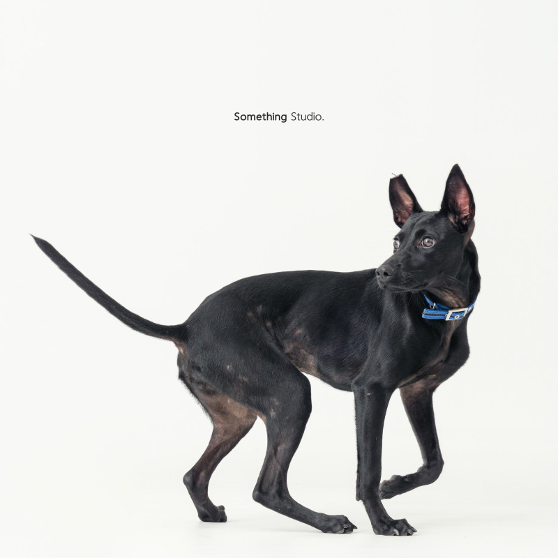 SOMETHINGSTUDIO,三牲工作室,三牲,中途攝影,寵物寫真,寵物攝影,寵物肖像,毛孩,毛孩寫真,汪星人,喵星人,兔星人,狗,米克斯,領養不棄養,領養代替購買